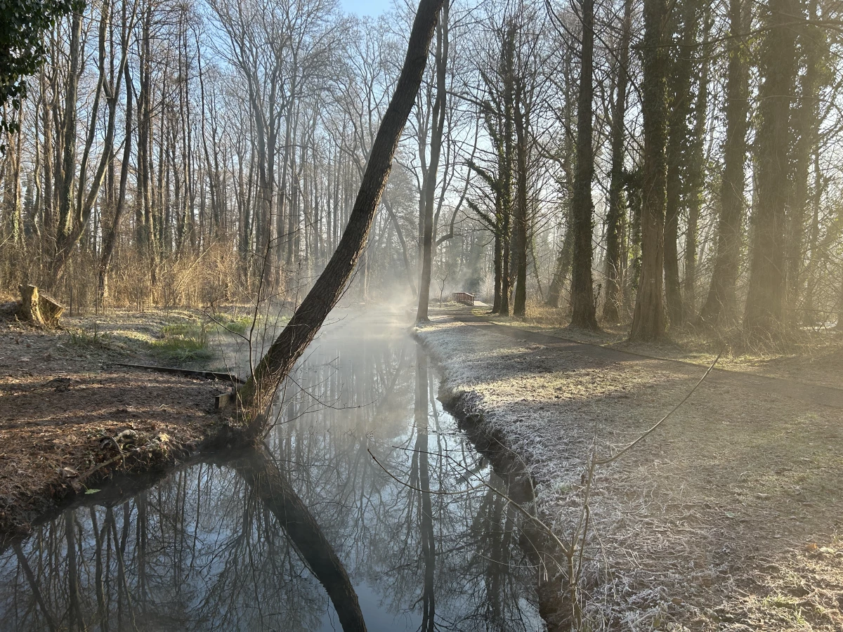 Véderdő
